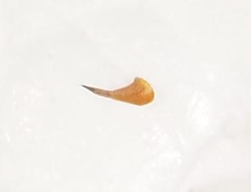 Tabanus sp.